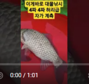 이게바로  대물낚시 허리급  4짜  자가 계…
